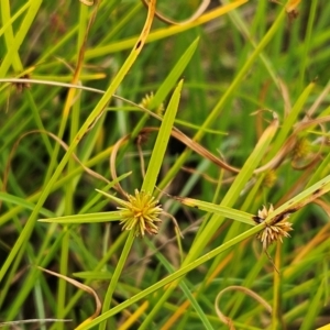 Cyperus sphaeroideus at The Pinnacle - 20 Feb 2024