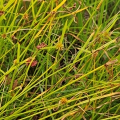 Cyperus sphaeroideus at The Pinnacle - 20 Feb 2024