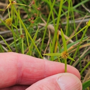 Cyperus sphaeroideus at The Pinnacle - 20 Feb 2024