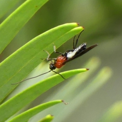 Braconidae sp. (family) at Wingecarribee Local Government Area - 20 Feb 2024 by Curiosity