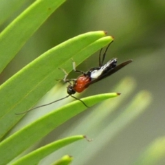 Unidentified Parasitic wasp (numerous families) at Braemar, NSW - 20 Feb 2024 by Curiosity