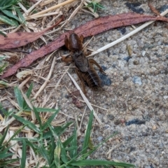 Gryllotalpa sp. (genus) (Mole Cricket) at Watson, ACT - 21 Feb 2024 by AniseStar