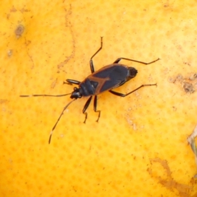 Dindymus circumcinctus (Bordered harlequin bug) at Braemar - 19 Feb 2024 by Curiosity