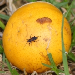 Dindymus circumcinctus at Wingecarribee Local Government Area - 20 Feb 2024