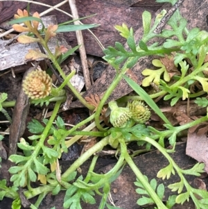 Leptinella filicula at QPRC LGA - 21 Feb 2024