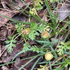 Leptinella filicula at QPRC LGA - 21 Feb 2024