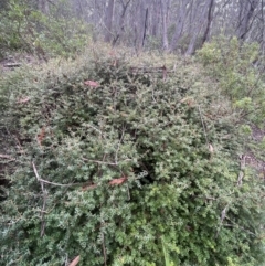 Acrotriche leucocarpa (Tall Acrotriche) at Harolds Cross, NSW - 20 Feb 2024 by JaneR