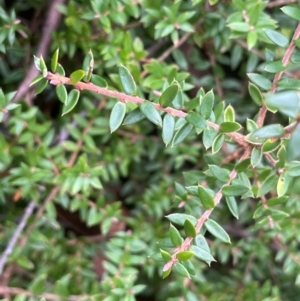 Acrotriche leucocarpa at QPRC LGA - 21 Feb 2024 10:10 AM