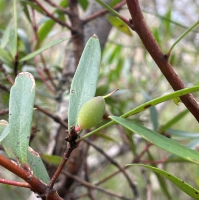 Persoonia silvatica (Forest Geebung) at Tallaganda National Park - 20 Feb 2024 by JaneR