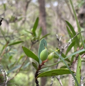 Persoonia silvatica at QPRC LGA - 21 Feb 2024 10:19 AM