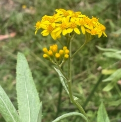 Senecio linearifolius (Fireweed Groundsel, Fireweed) at Tallaganda State Forest - 21 Feb 2024 by JaneR