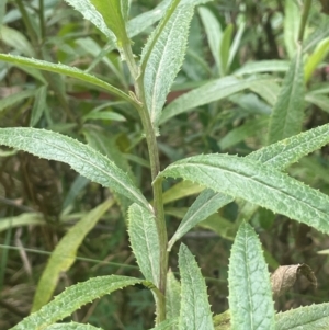 Senecio linearifolius at QPRC LGA - 21 Feb 2024