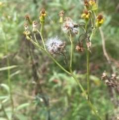 Senecio linearifolius at QPRC LGA - 21 Feb 2024 02:54 PM