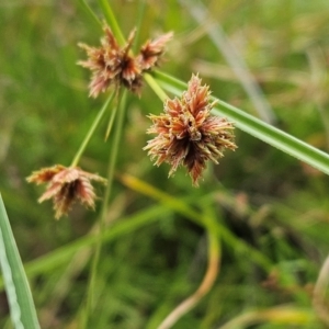 Cyperus lhotskyanus at The Pinnacle - 20 Feb 2024 01:06 PM