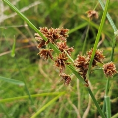 Cyperus lhotskyanus at The Pinnacle - 20 Feb 2024 01:06 PM