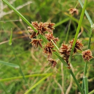 Cyperus lhotskyanus at The Pinnacle - 20 Feb 2024 01:06 PM