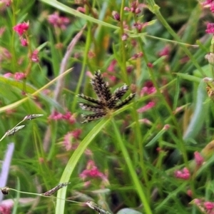 Cyperus sanguinolentus at The Pinnacle - 20 Feb 2024 12:19 PM