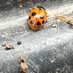 Hippodamia variegata (Spotted Amber Ladybird) at Kangaroo Valley, NSW - 21 Feb 2024 by lbradley