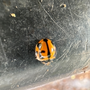 Micraspis frenata at Kangaroo Valley, NSW - suppressed