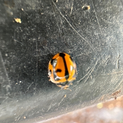 Coelophora inaequalis (Variable Ladybird beetle) at Kangaroo Valley, NSW - 22 Feb 2024 by lbradley