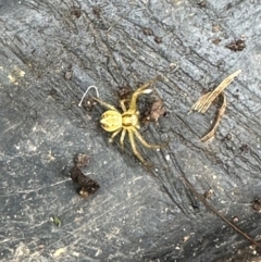 Thomisidae (family) (Unidentified Crab spider or Flower spider) at Kangaroo Valley, NSW - 22 Feb 2024 by lbradley