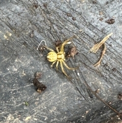 Unidentified Other hunting spider at Kangaroo Valley, NSW - 21 Feb 2024 by lbradleyKV