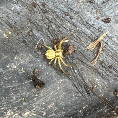 Thomisidae (family) (Unidentified Crab spider or Flower spider) at Kangaroo Valley, NSW - 22 Feb 2024 by lbradley