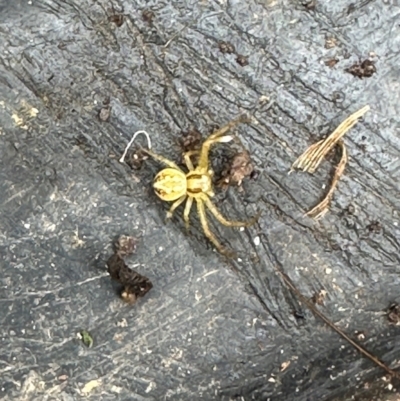 Thomisidae (family) at Kangaroo Valley, NSW - 21 Feb 2024 by lbradley