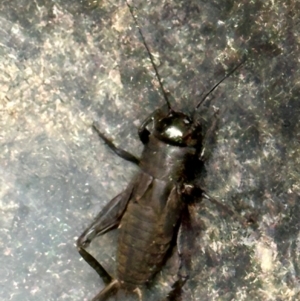 Teleogryllus commodus at Kangaroo Valley, NSW - 22 Feb 2024