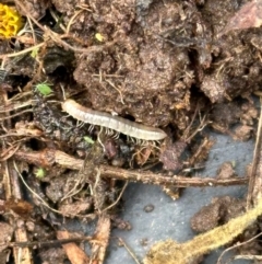 Unidentified Millipede (Diplopoda) at Kangaroo Valley, NSW - 21 Feb 2024 by lbradleyKV