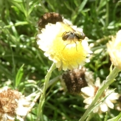 Lucilia sp. (genus) (A blowfly) at Flea Bog Flat to Emu Creek Corridor - 20 Feb 2024 by JohnGiacon