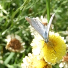 Zizina otis (Common Grass-Blue) at Flea Bog Flat to Emu Creek Corridor - 20 Feb 2024 by JohnGiacon