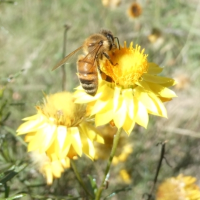 Apis mellifera (European honey bee) at Belconnen, ACT - 20 Feb 2024 by JohnGiacon