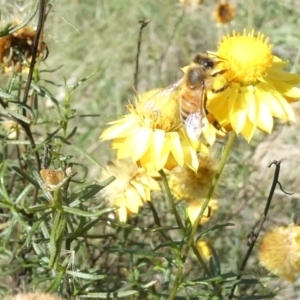 Apis mellifera at Emu Creek Belconnen (ECB) - 20 Feb 2024