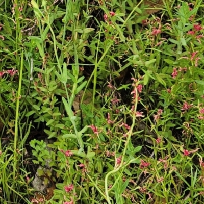 Haloragis heterophylla (Variable Raspwort) at The Pinnacle - 20 Feb 2024 by sangio7