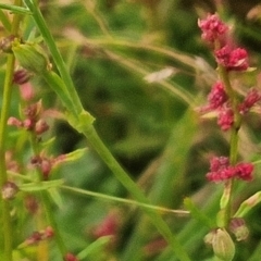 Haloragis heterophylla at The Pinnacle - 20 Feb 2024