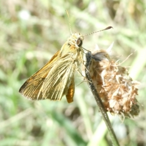 Ocybadistes walkeri at Emu Creek Belconnen (ECB) - 20 Feb 2024