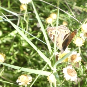 Junonia villida at Emu Creek Belconnen (ECB) - 20 Feb 2024