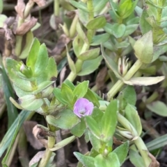 Gratiola peruviana (Australian Brooklime) at Mt Holland - 19 Feb 2024 by JaneR