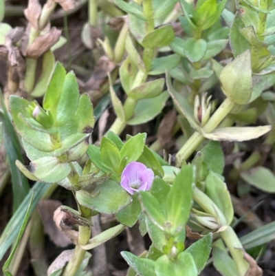 Gratiola peruviana (Australian Brooklime) at Mt Holland - 19 Feb 2024 by JaneR