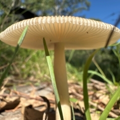 Unidentified Cap on a stem; gills below cap [mushrooms or mushroom-like] at Kangaroo Valley, NSW - 22 Feb 2024 by lbradley
