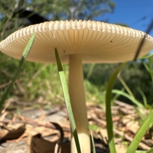 Amanita sp. at Kangaroo Valley, NSW - suppressed