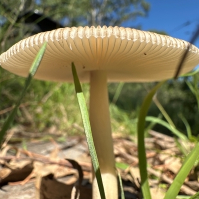 Amanita sp. (Amanita sp.) at Kangaroo Valley, NSW - 22 Feb 2024 by lbradley