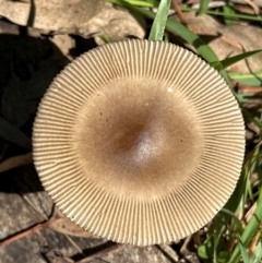 Amanita sp. at Kangaroo Valley, NSW - 22 Feb 2024