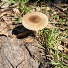 Amanita sp. at Kangaroo Valley, NSW - 22 Feb 2024