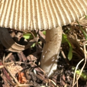 Amanita sp. at Kangaroo Valley, NSW - suppressed