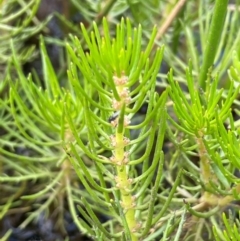 Myriophyllum variifolium (Varied Water-milfoil) at Tinderry, NSW - 19 Feb 2024 by JaneR