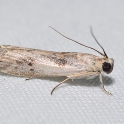 Cadra cautella (Almond Moth) by DianneClarke