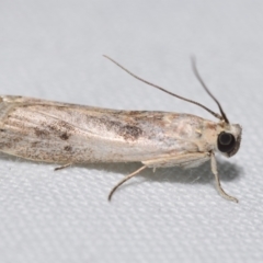 Cadra cautella (Almond Moth) at Jerrabomberra, NSW - 19 Feb 2024 by DianneClarke