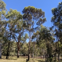 Eucalyptus viridis (Green Mallee) at Higgins Woodland - 22 Feb 2024 by MattM